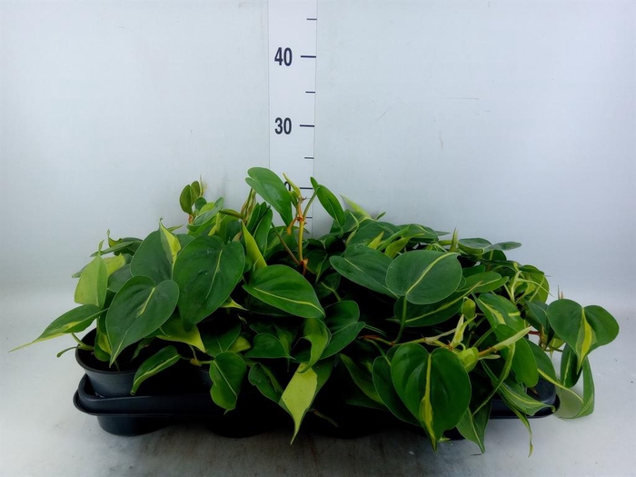 <h4>Philodendron scand. 'Brasil'</h4>