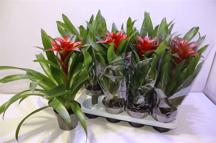 <h4>arr8 Guzm Amoretto</h4>