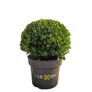 Ilex crenata Dark Green, P32, Bol Ø35cm