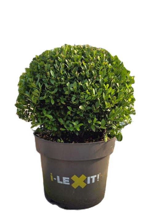 <h4>Ilex crenata Dark Green, P32, Bol Ø35cm</h4>