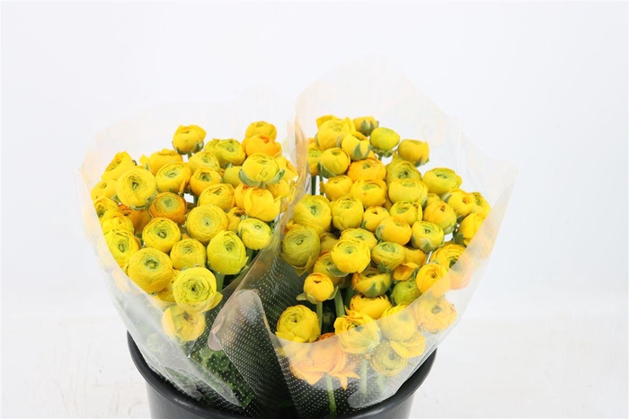 <h4>Ran Elegance Yellow</h4>