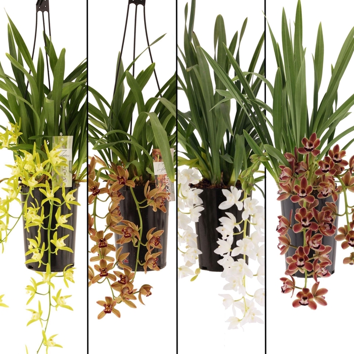 <h4>Cymbidium overig</h4>