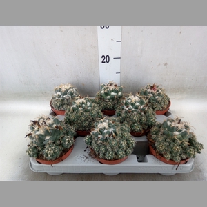Cactus   ...