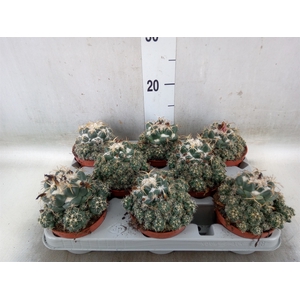 Cactus   ...