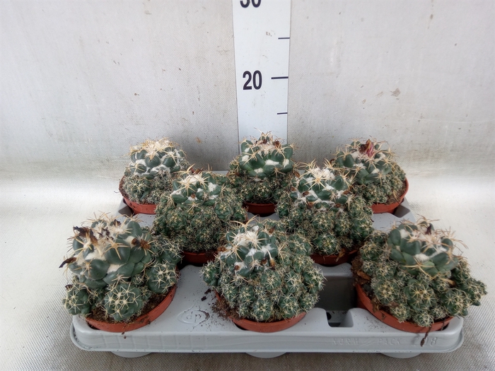 <h4>Cactus   ...</h4>