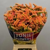Limonium sinuatum 'Peach Wings'