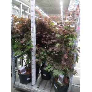 Acer palmatum 'Pixie'