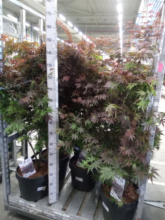 <h4>Acer palmatum 'Pixie'</h4>