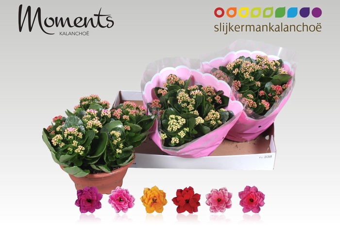 <h4>KAL GE GEM I POT</h4>