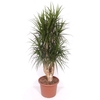 Dracaena marginata