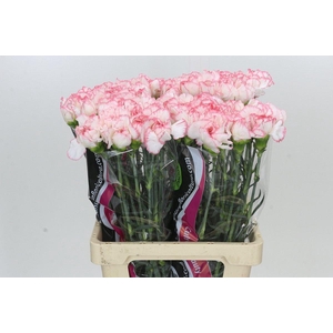 Dianthus St Poirot Bianco