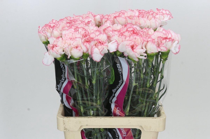 <h4>Dianthus St Poirot Bianco</h4>