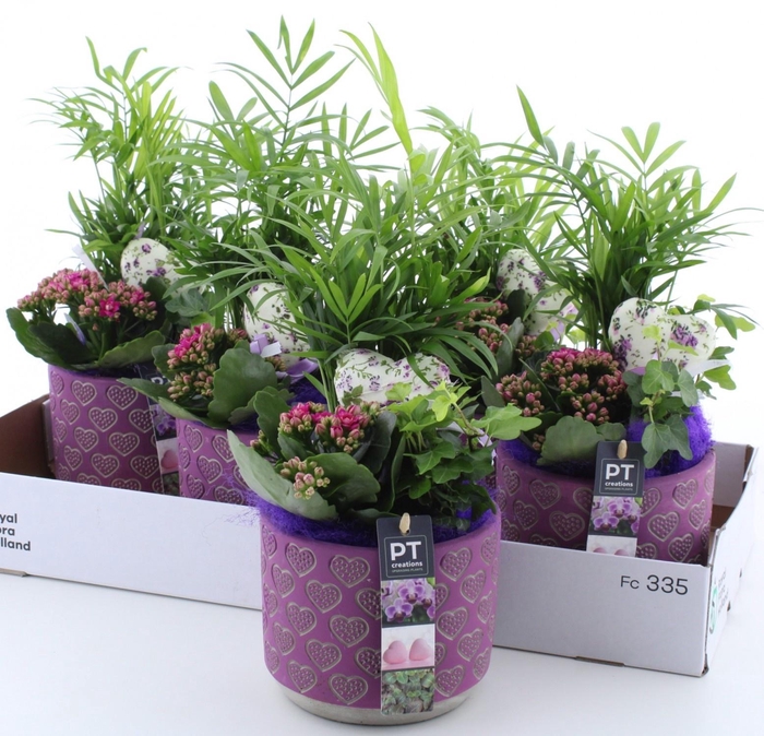 <h4>ARR KAMERPL</h4>