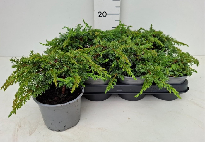 <h4>JUNI CO GREEN CARPET</h4>