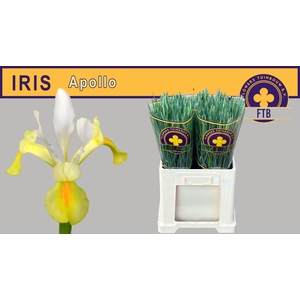IRIS APOLLO