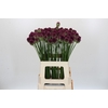 Allium Sphaerocephalon