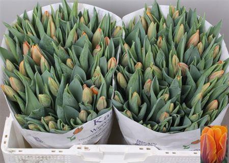 <h4>Tu En Prinses Irene</h4>