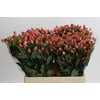 Hypericum Sweet Romance