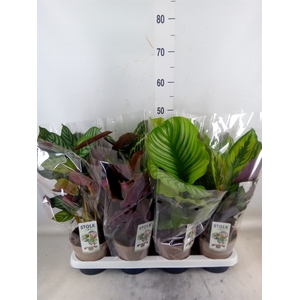 Calathea   ...mix 4