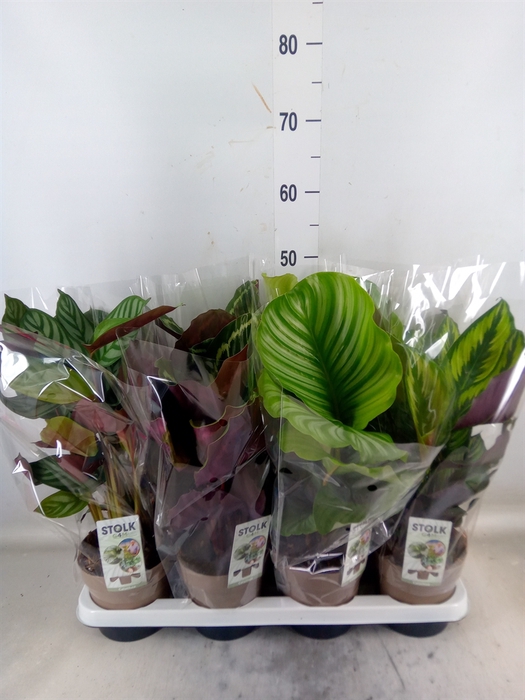 <h4>Calathea   ...mix 4</h4>