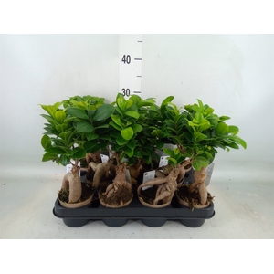 Ficus microcarpa 'Ginseng'