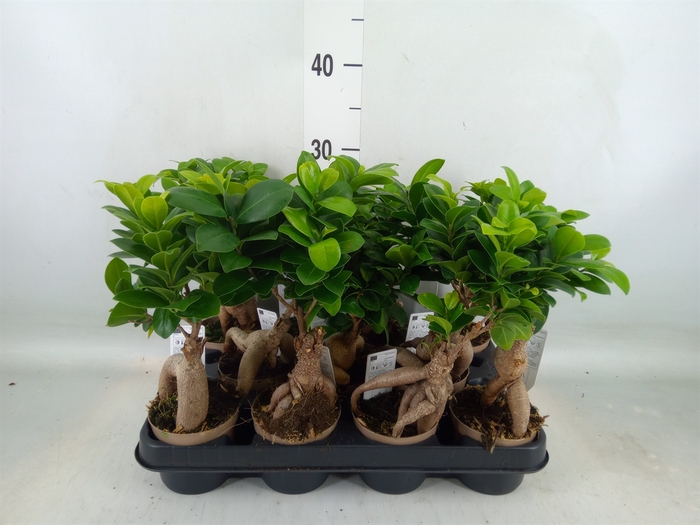 <h4>Ficus microcarpa 'Ginseng'</h4>