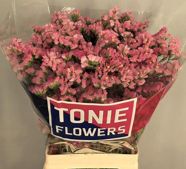 <h4>LIM S EMMA PEACH+</h4>