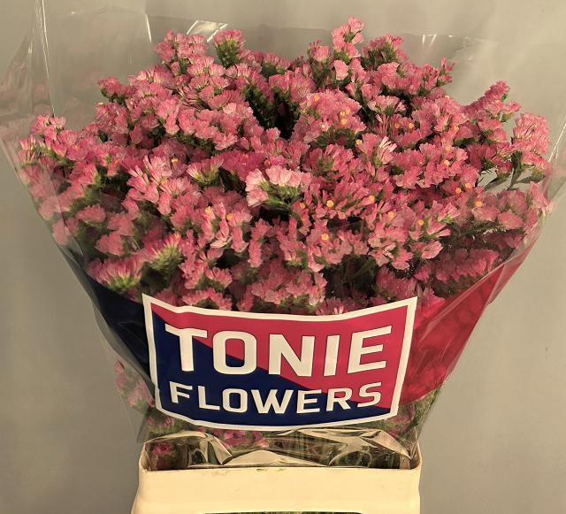 <h4>LIM S EMMA PEACH+</h4>