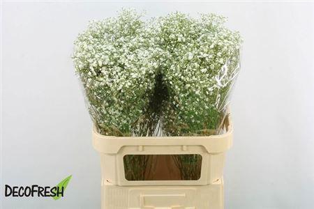 <h4>Gyps Pa Xlence</h4>