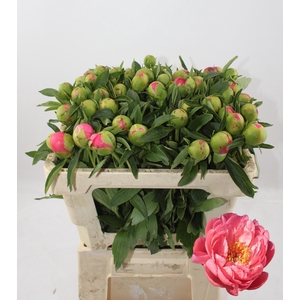 PAEO HH PINK HAWAI C