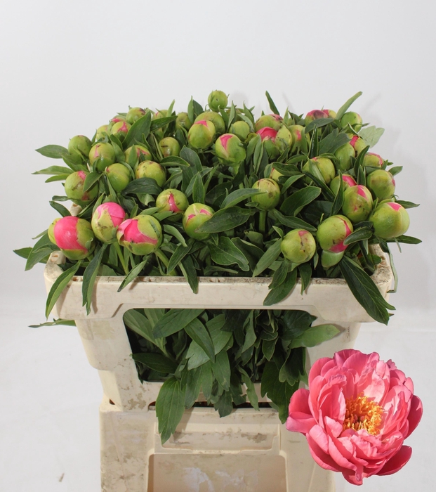 <h4>PAEO HH PINK HAWAI C</h4>