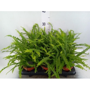 Nephrolepis cord. 'Duffii'