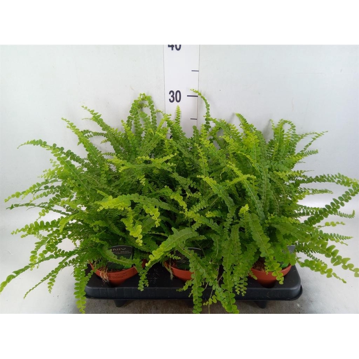 <h4>Nephrolepis cord. 'Duffii'</h4>