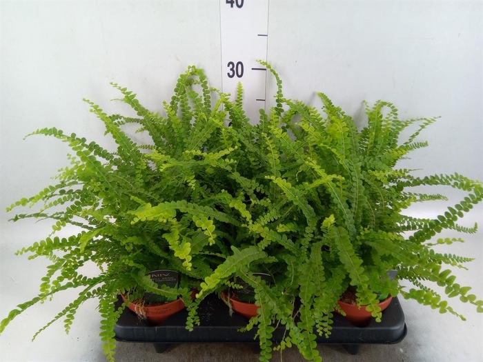 Nephrolepis cord. 'Duffii'