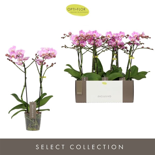 <h4>Phal 2-tak Elegance</h4>