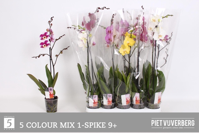 <h4>PHAL GEM 5 KL</h4>