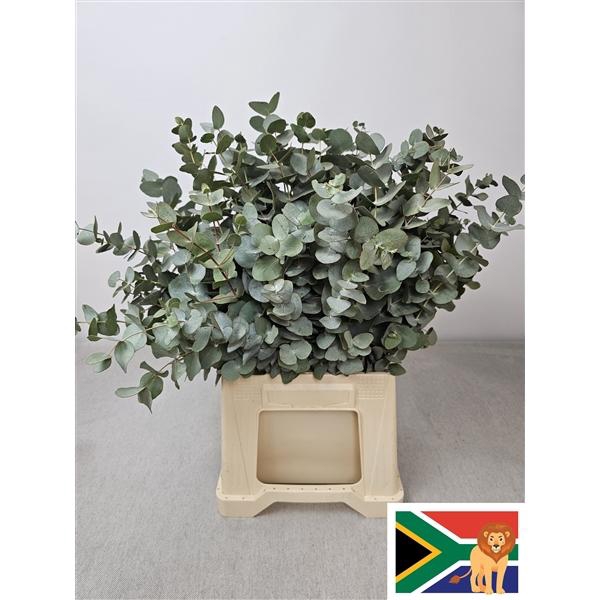 <h4>EUC CINEREA PB</h4>