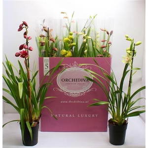Cymbidium Gem 1 Branche