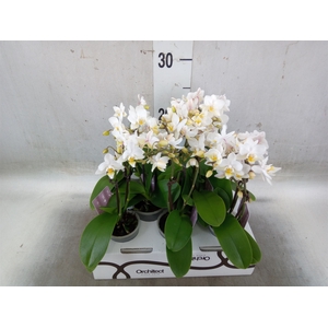 Phalaenopsis   ...mini