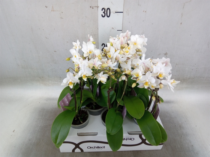 <h4>Phalaenopsis   ...mini</h4>