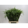 Panicum Fountain