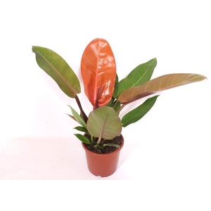 Philodendron Prince of Orange