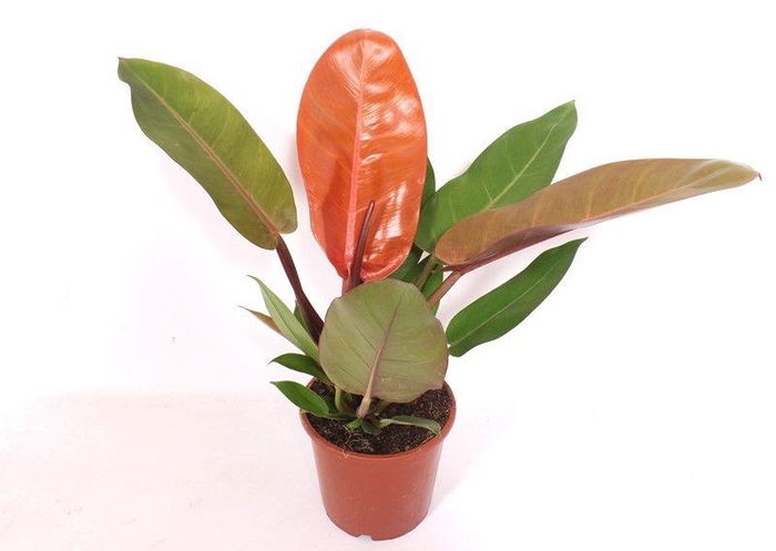 <h4>Philodendron Prince of Orange</h4>