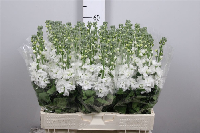 <h4>Matth Aida White</h4>