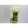 Zantedeschia Eydolls White