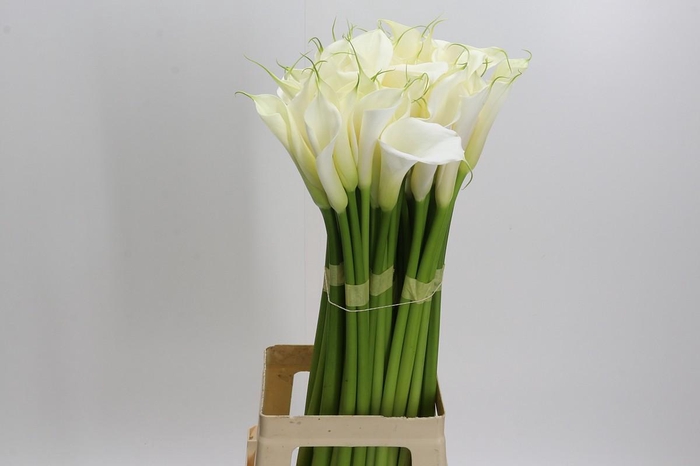 Zantedeschia Eydolls White