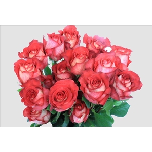 Rosa ec iguazu