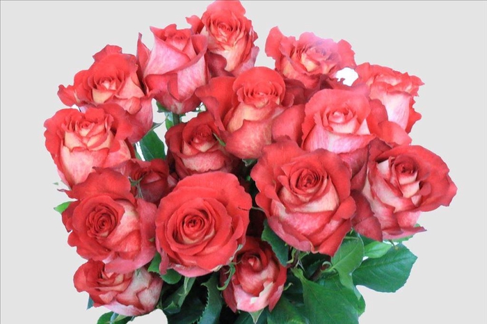 <h4>Rosa ec iguazu</h4>