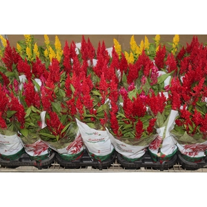 CELOSIA P14 VARIADO