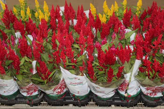 <h4>CELOSIA P14 VARIADO</h4>